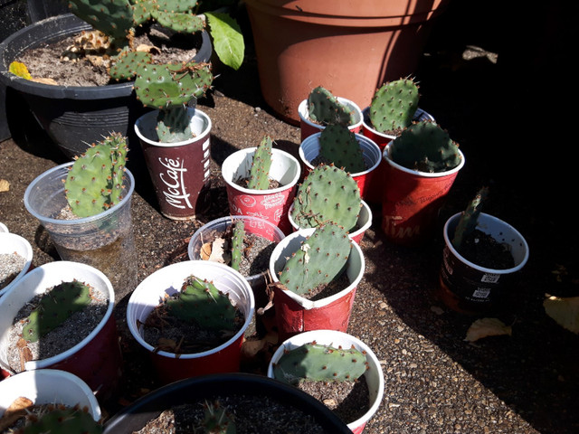 Eastern Prickly Pear Cactus Cuttings in Plants, Fertilizer & Soil in Hamilton - Image 4