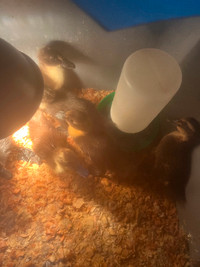 4 week old mixed ducklings 