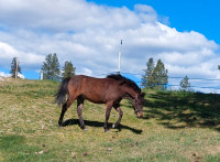 Hypoallergenic, large pony yearling