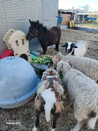 Mini mule for sale