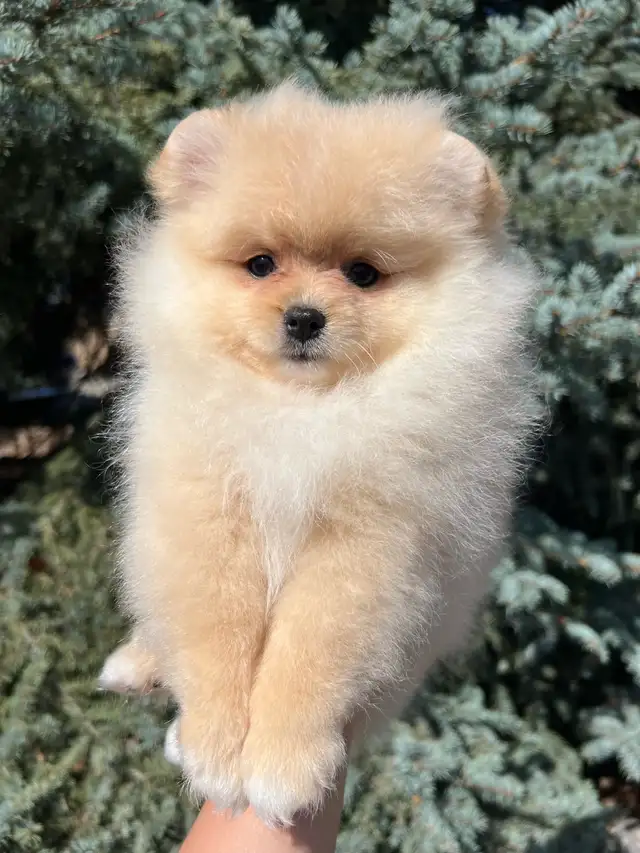 Adorable Cream Pomeranian Girl in Dogs & Puppies for Rehoming in Vernon - Image 6