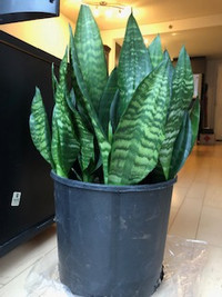 Great snake plant (Sansevieria)/Excellent plante serpent no Pot