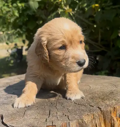 Golden retriever pups dna & health tested, View more