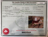Mammoth donkey jack yearling, registered