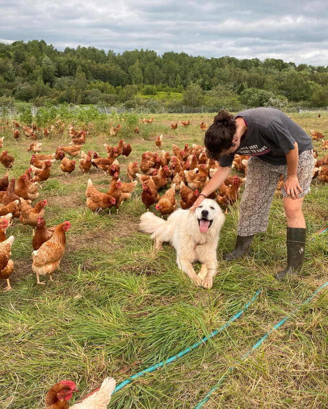 Brown laying hens for sale in Other in City of Halifax - Image 3