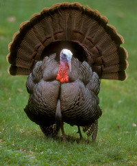 Free Turkey hunting land wanted.