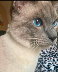 Six month old pure lilac point Siamese male