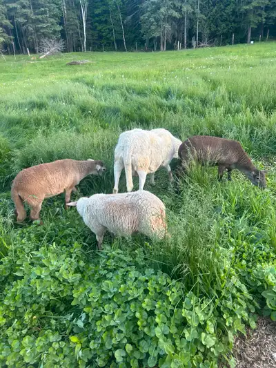 Beauitful Lambs, View more