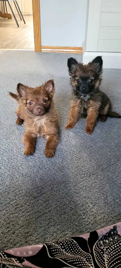 Mom Chihuahua/Pomeranian 4 years old Girl and boy puppy 4 months old Contact me on the side at 403-3...