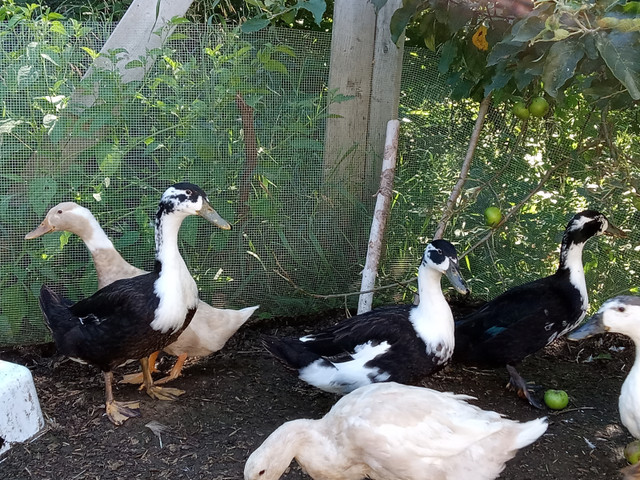 BYM Ducks - Various Ages in Livestock in Kingston - Image 3