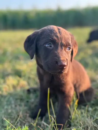 chiot labrador pure race , View more