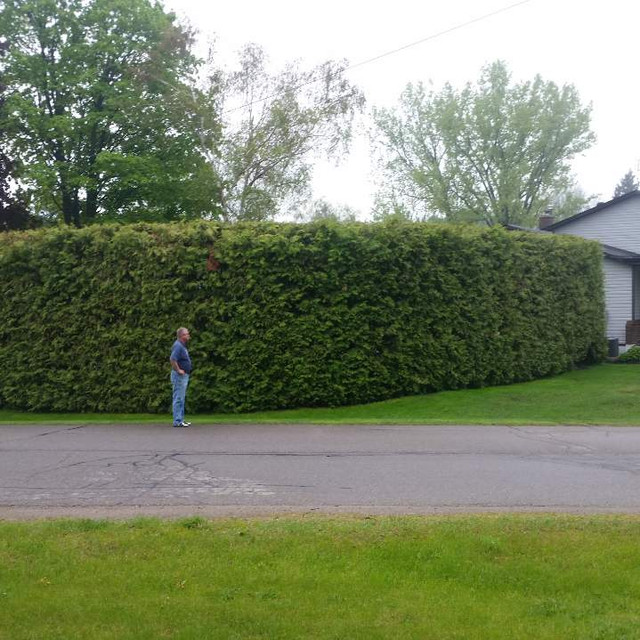 Cedar Trees - Eastern White Cedars Wow 8-10ft$30 each Wow! in Plants, Fertilizer & Soil in Markham / York Region