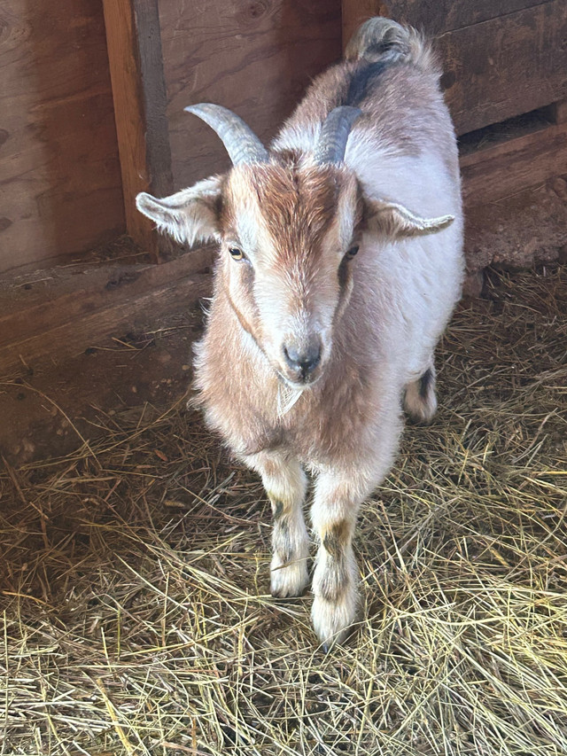 Chip the goat! Nigerian dwarf goat needs loving home! in Livestock in Saskatoon - Image 2