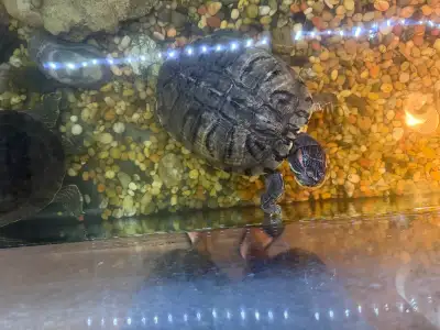 Two Large Aquatic Turtles for Rehoming, View more