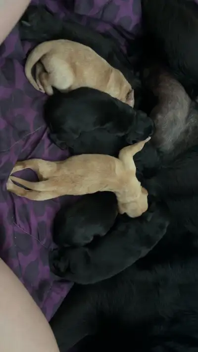 Lab x Retriever Puppies, View more