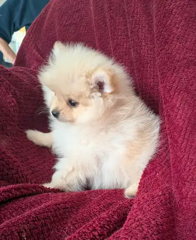 Bébés pomeranien à vendre, View more
