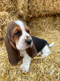 Basset Hounds Drlivery to Edmonton May.4th