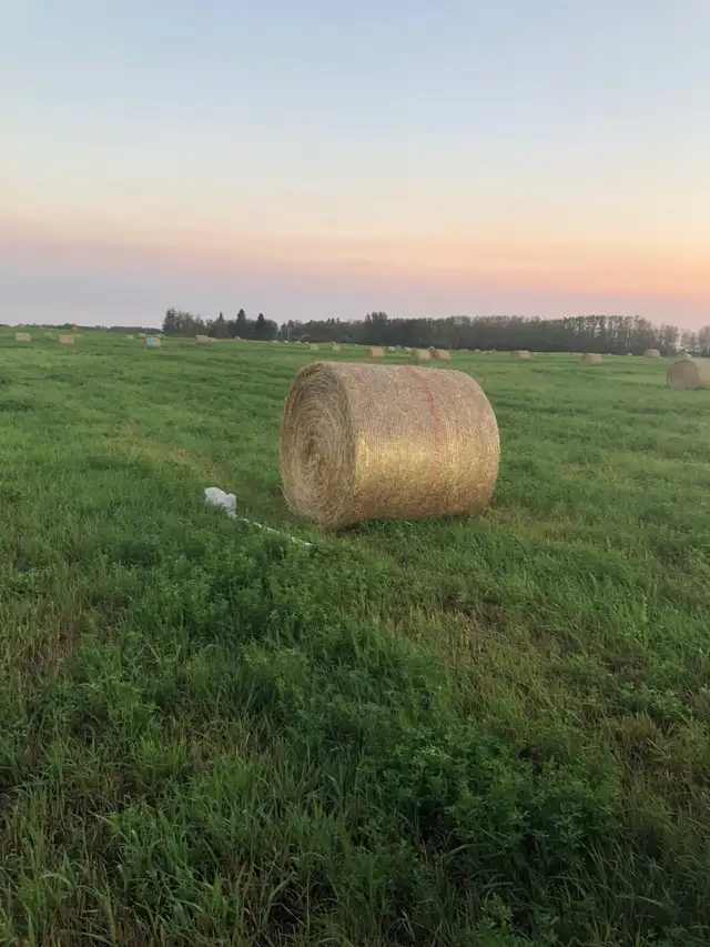 Round hay bales in Livestock in Red Deer - Image 3