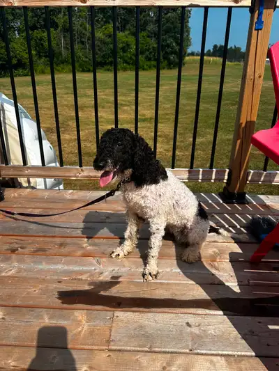 Golden doodle, View more