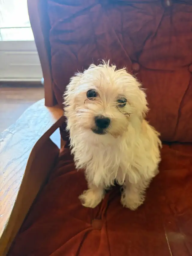 chiots chinois in Dogs & Puppies for Rehoming in Laurentides - Image 3