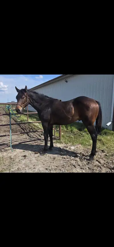 2024 Gelding, View more