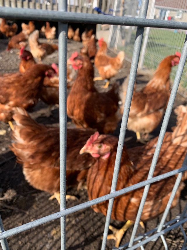 Laying hens for sale  in Other in Ottawa - Image 2