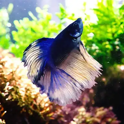 Male betta fish available for sale. Contact for pricing Pick up in Highland Park