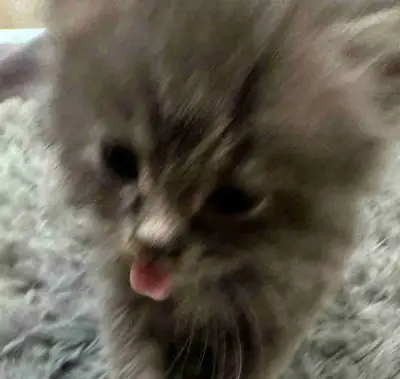 male kittens ready to go, View more