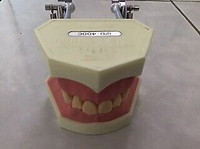 Educational Dental Study model for sale.