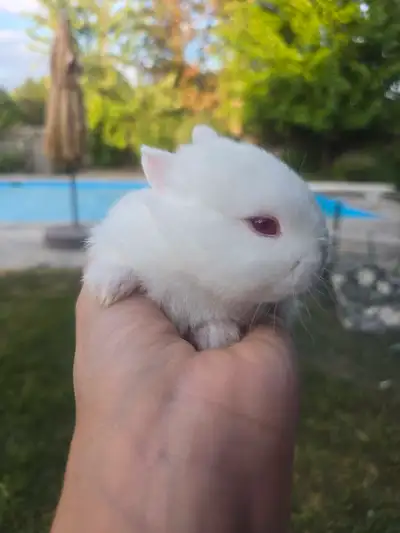 SOLD - Adorable Netherland Dwarf Bunny for sale!, View more