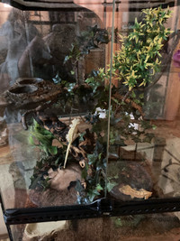 Dalimation crested gecko pair and enclosure
