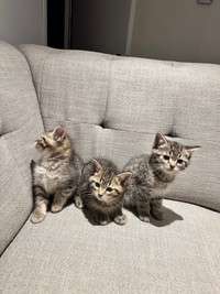 Male kittens 