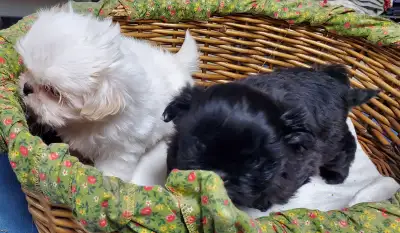 READY Ckc registered shih tzu puppies, View more
