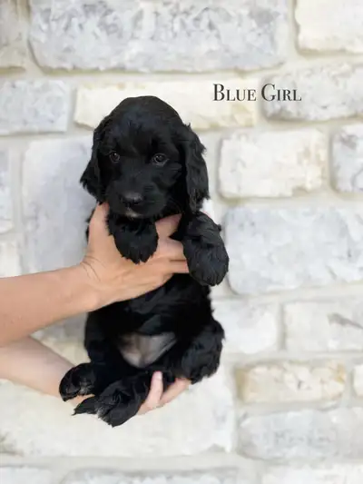 Puppies are ready for their forever homes. We will be delivering puppies to Edmonton and Calgary on...