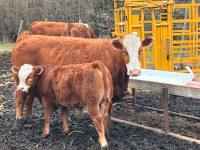 Simmental cow/calf pairs for sale