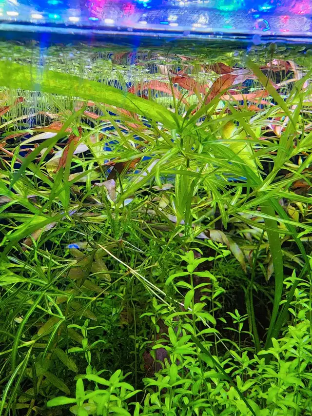 8 types fresh aquarium plant trimmings + 2 floating plan in Fish for Rehoming in Oakville / Halton Region - Image 4