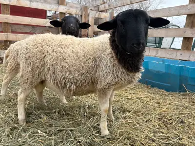  Dorper rams , View more