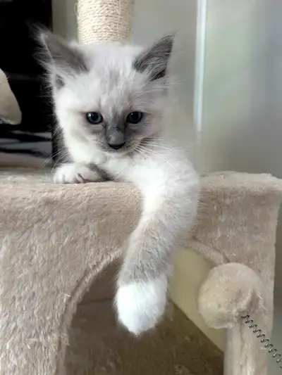 Ragdoll Blue Point, View more
