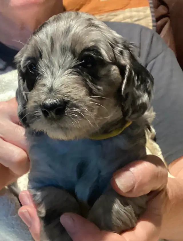 New Merle  medium doodles  born April 11 in Dogs & Puppies for Rehoming in Owen Sound - Image 6