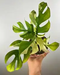 tetrasperma variegated 62864746243841124