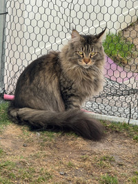 Very beautiful Maine Coon girl is ready for adoption.