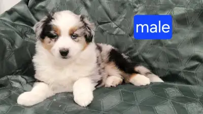 Purebred Australian Shepherds, View more