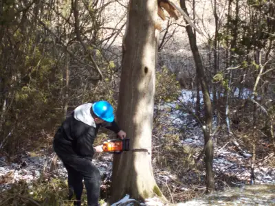 Small Tree Cutting and Shrub Removal, View more