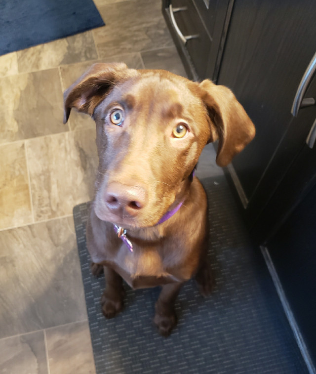 Purebred Chocolate Lab Puppy Dogs & Puppies for Rehoming Calgary
