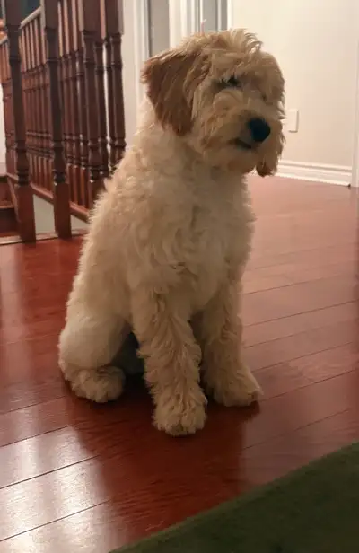 Goldendoodle puppy F1B Male, View more