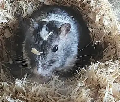 free gerbils with tank, View more