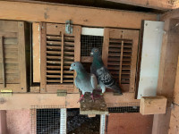 Racing pigeons on moving sale