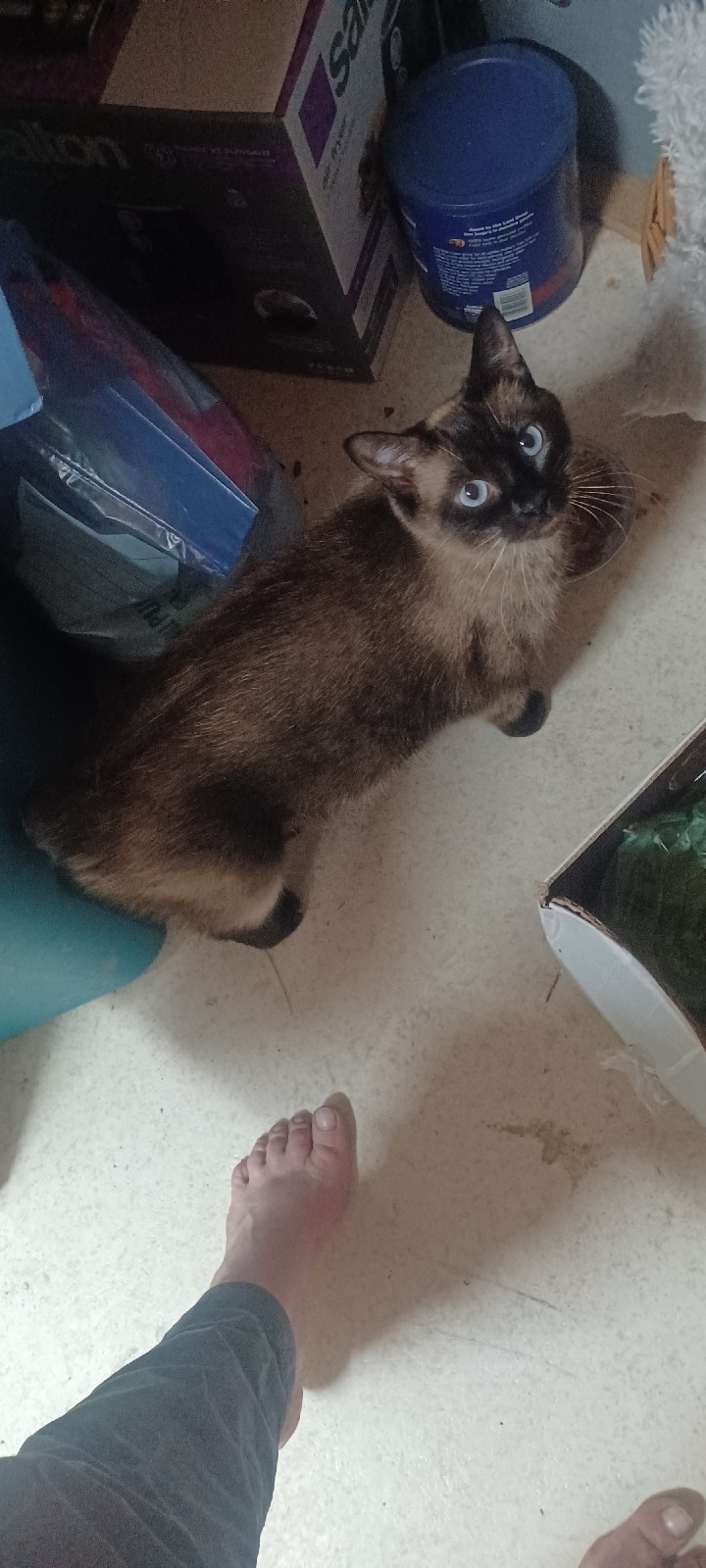 Manx/blue point siamese x kittens Cats & Kittens for Rehoming 100