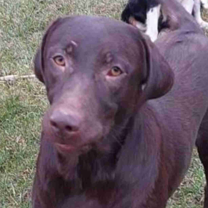 Chocolate lab female Dogs & Puppies for Rehoming ChathamKent Kijiji