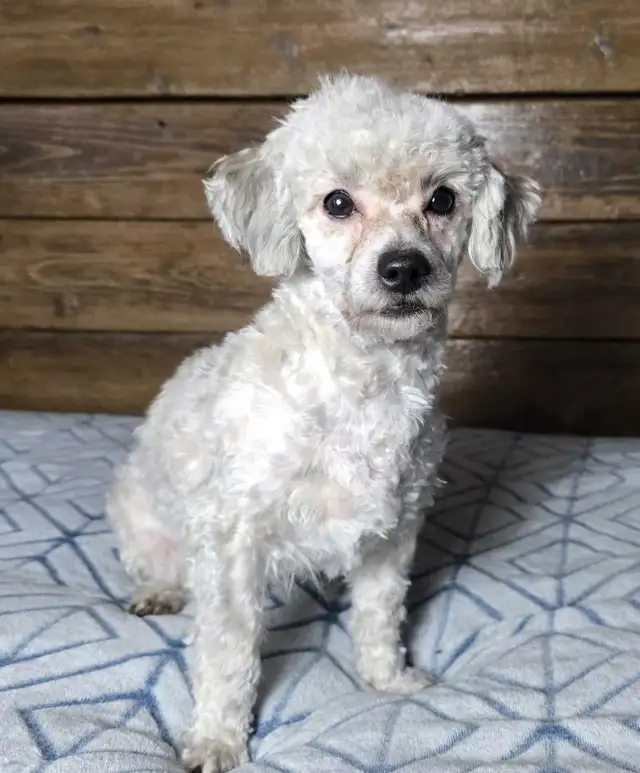 2 male toy poodle puppies left in Dogs & Puppies for Rehoming in Ottawa - Image 7